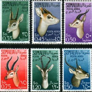 1955 Animali (Fil. Stelle III°)