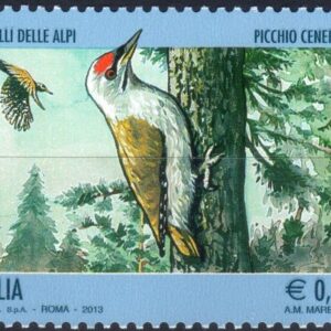 2013 Uccelli delle Alpi Picchio cenerino