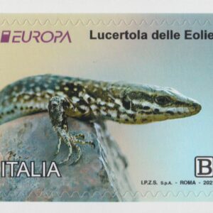 2021 Europa - Lucertola delle Eolie