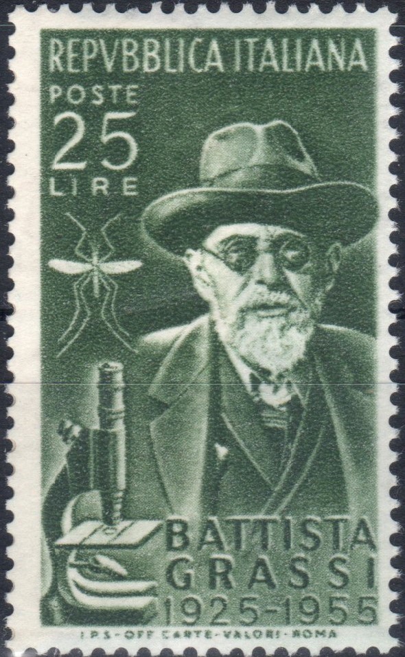 1955 Grassi