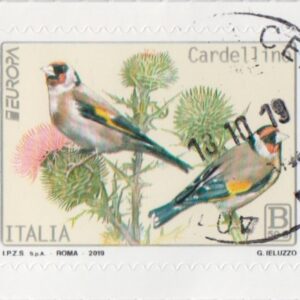 2019 Europa - Cardellino