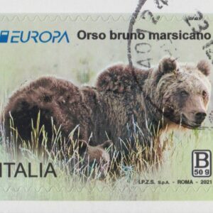 2021 Europa - Orso Bruno Marsicano