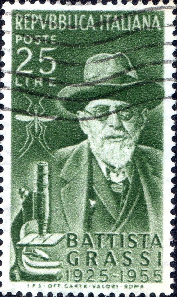 1955 Grassi