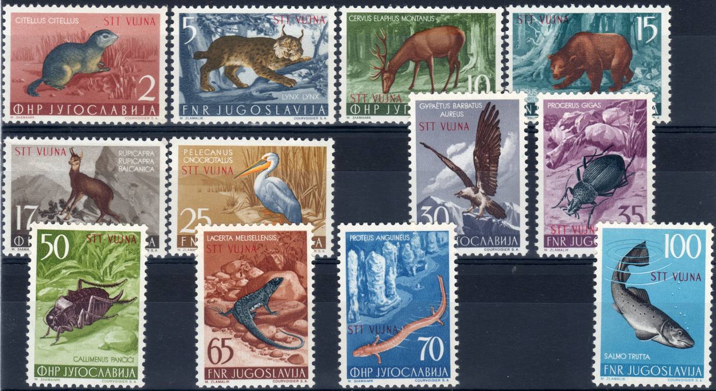 1954 Animali